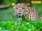 রাস্তার পাশে বেঘোরে পড়েছিল লেপার্ড, ভয় না পেয়ে পর্যটকরা কী করল দেখুন