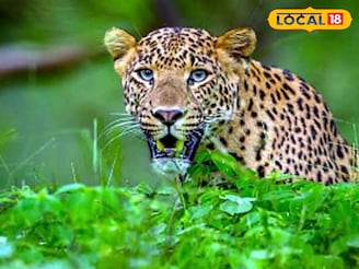 রাস্তার পাশে বেঘোরে পড়েছিল লেপার্ড, ভয় না পেয়ে পর্যটকরা কী করল দেখুন