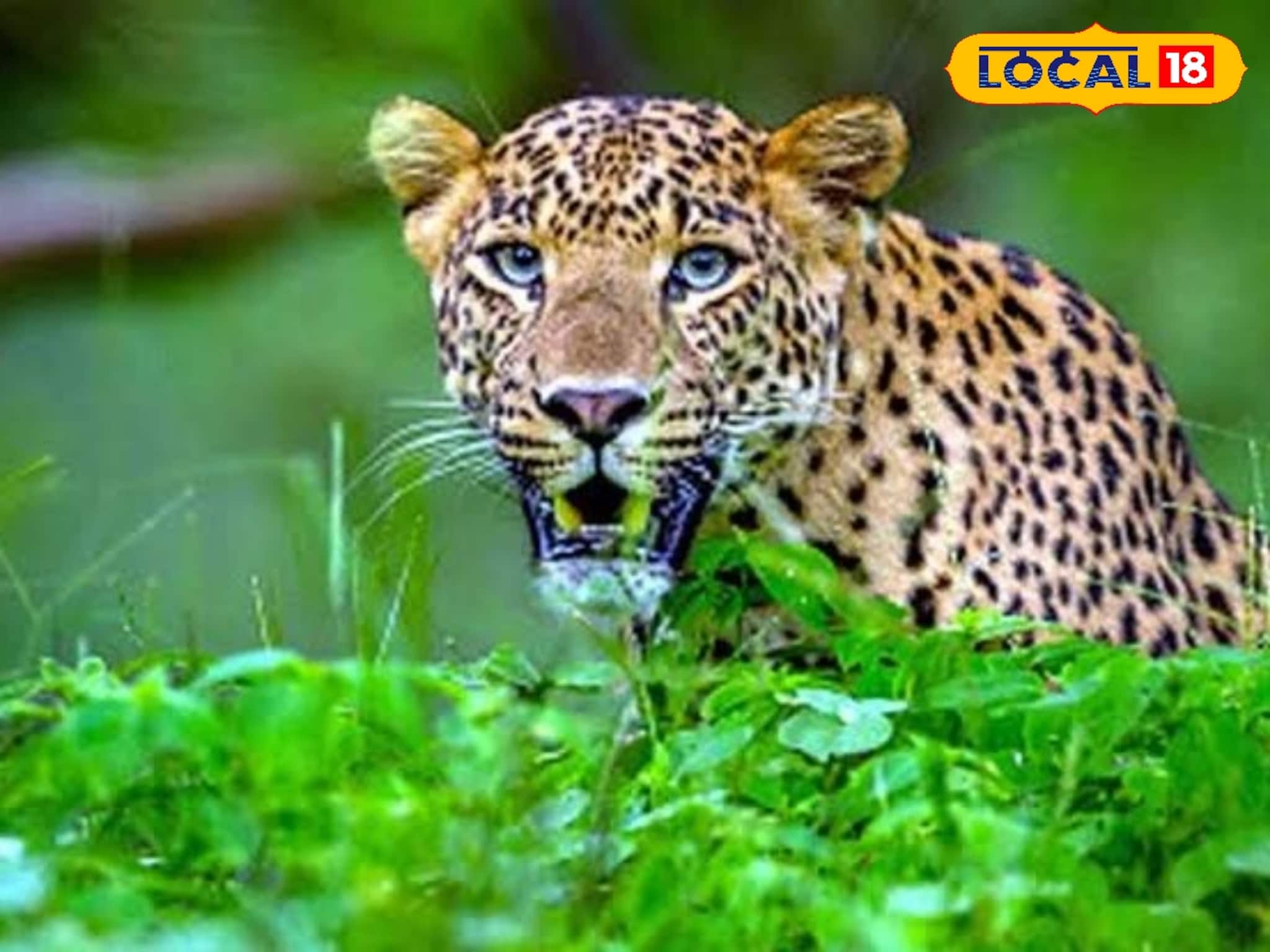 Leopard Accident : রাস্তার পাশে বেঘোরে পড়েছিল কমবয়স্ক লেপার্ড, দেখতে পর্যটকরা যা করলেন, খুশি বন দফতর
