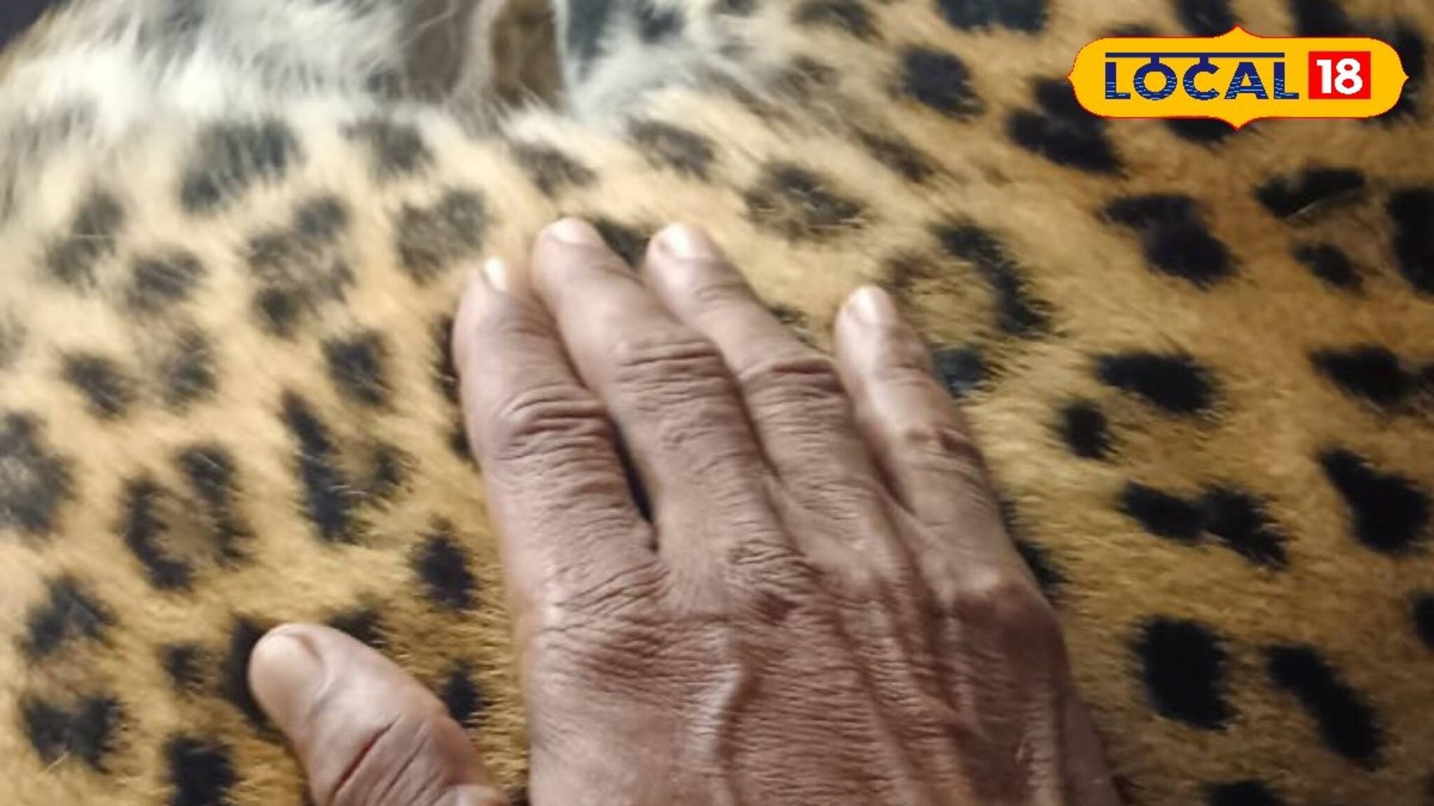 হাতি তো ছিলই, এবার বাঁকুড়ায় লেপার্ডের উপস্থিতিও নিশ্চিত হয়ে গেল! ভয়ে কাঁপছেন স্থানীয়রা