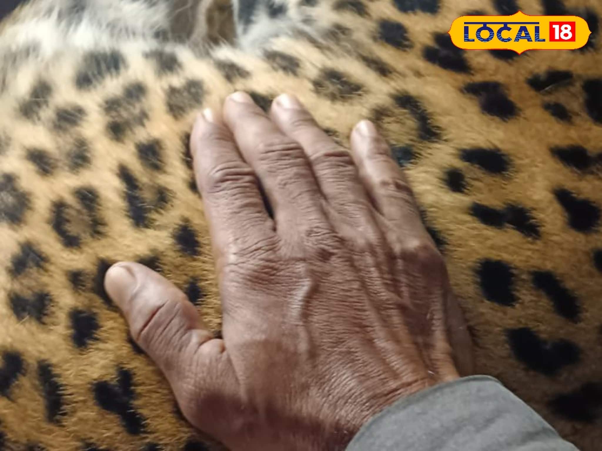 হাতি তো ছিলই, এবার বাঁকুড়ায় লেপার্ডের উপস্থিতিও নিশ্চিত হয়ে গেল! ভয়ে কাঁপছেন স্থানীয়রা