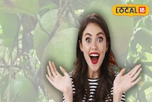 Malta Orange Cultivation: শীতে প্রকৃতির ঢাল! চকচকে রাখে ত্বক, বাজারে বাড়ছে চাহিদা, 'এই' ফলের চাষ বড়লোক হওয়ার সুযোগ করে দিচ্ছে চাষিদের