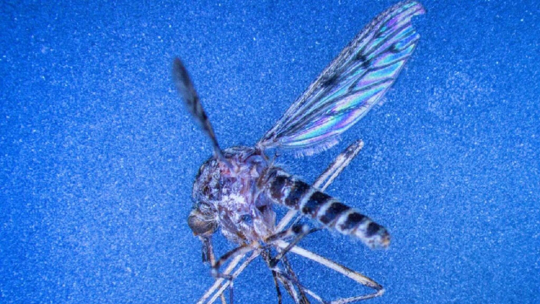 Mosquito : একটা মশা ছিল না আজ পর্যন্ত, সেই দেশে এবার মশার জন্ম! পৃথিবীর জন্য খুবই খারাপ খবর, বিজ্ঞানীদের বড় দাবি