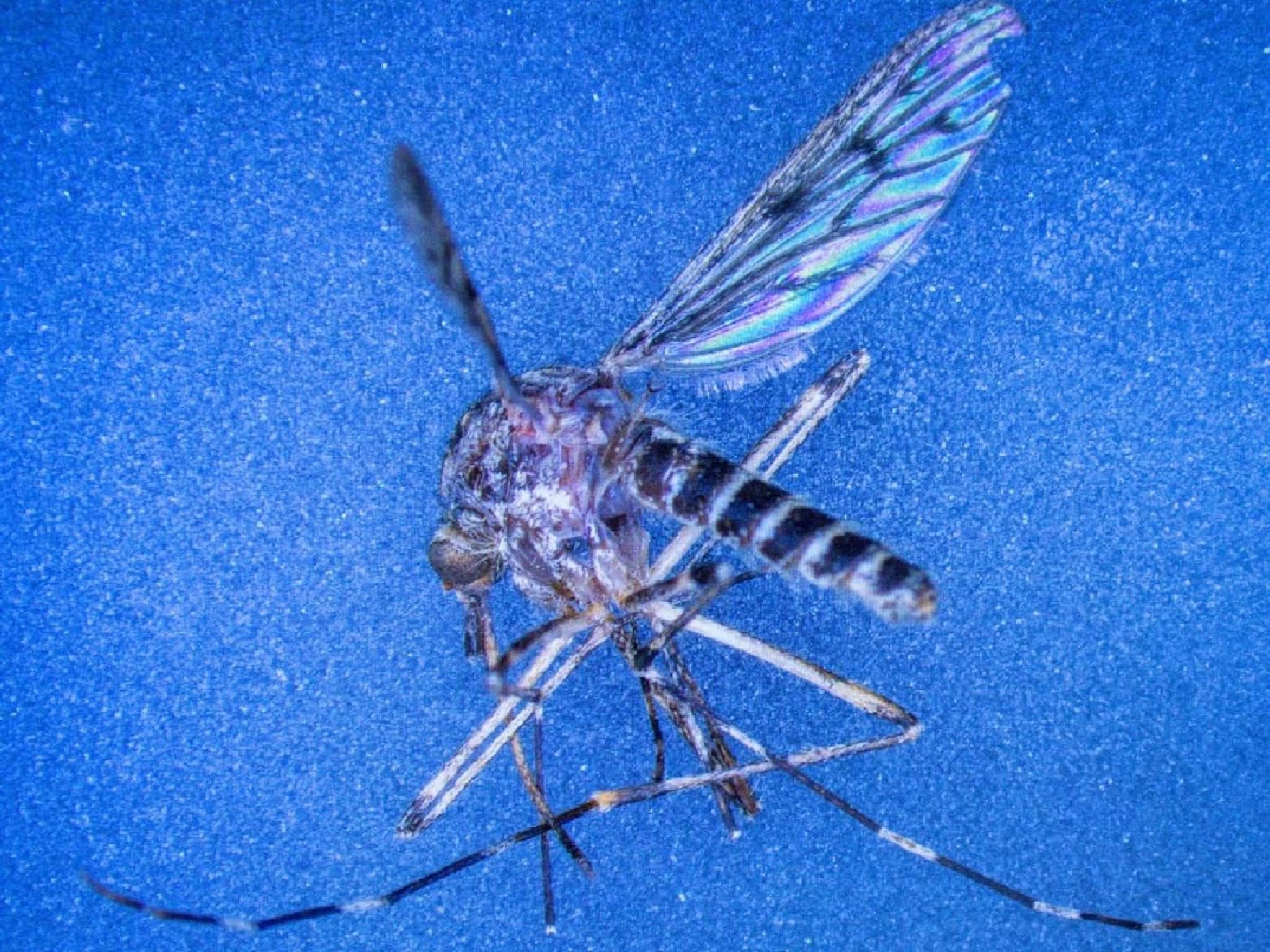 Mosquito : একটা মশা ছিল না আজ পর্যন্ত, সেই দেশে এবার মশার জন্ম! পৃথিবীর জন্য খুবই খারাপ খবর, বিজ্ঞানীদের বড় দাবি