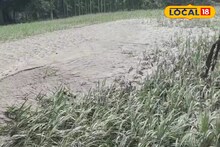 ভাল ফলন হল, কিন্তু ফসল ঘরে আসবে না! রাগে, অভিমানে বাতিল নবান্ন