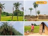 নলেন গুড় প্রেমীদের জন্য খারাপ খবর! কার্তিকেও অধরা খেজুর রস, অপেক্ষা করতে হবে আর কত দিন?