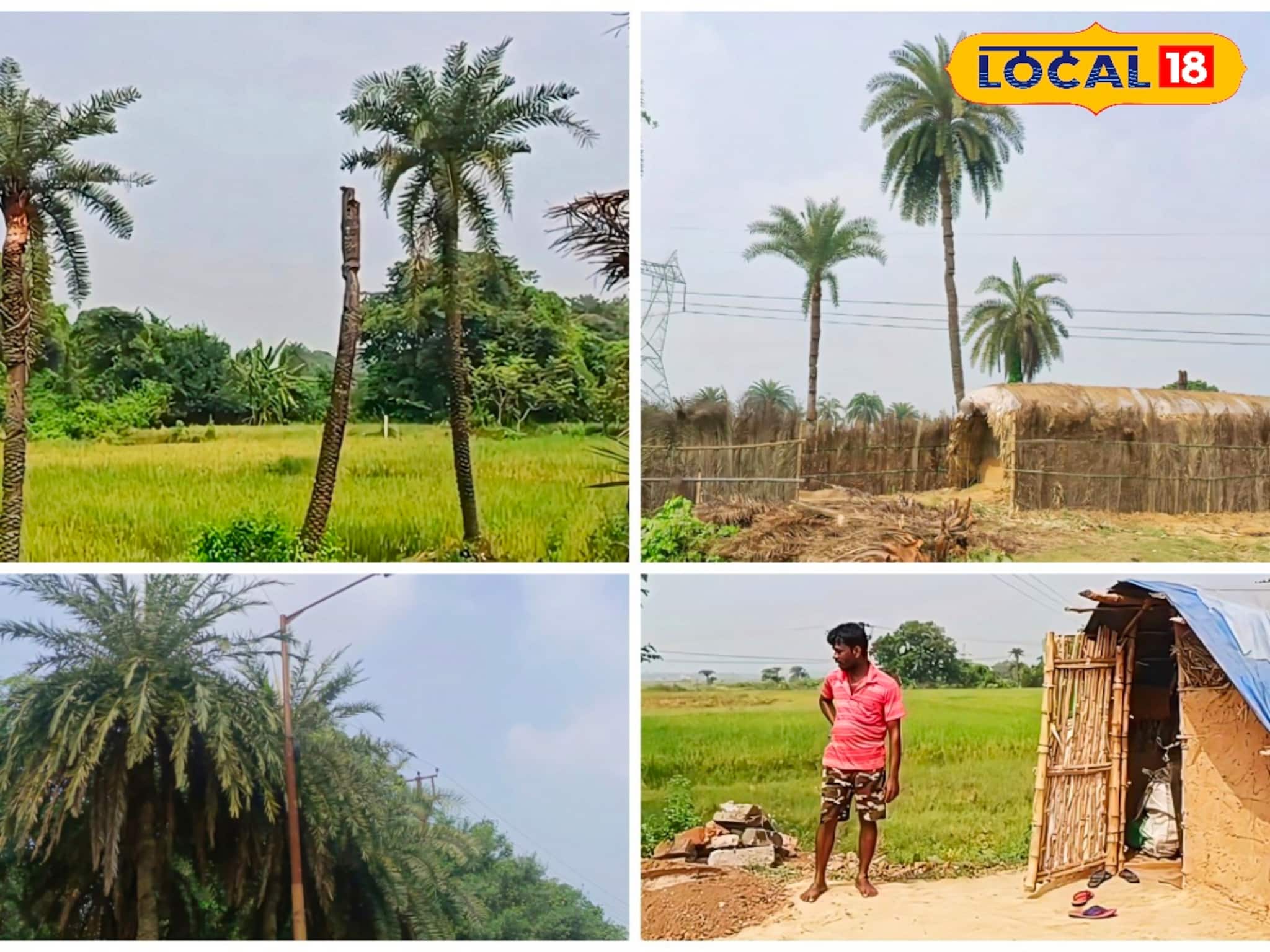 নলেন গুড় প্রেমীদের জন্য খারাপ খবর! কার্তিকেও অধরা খেজুর রস, অপেক্ষা করতে হবে আর কত দিন?