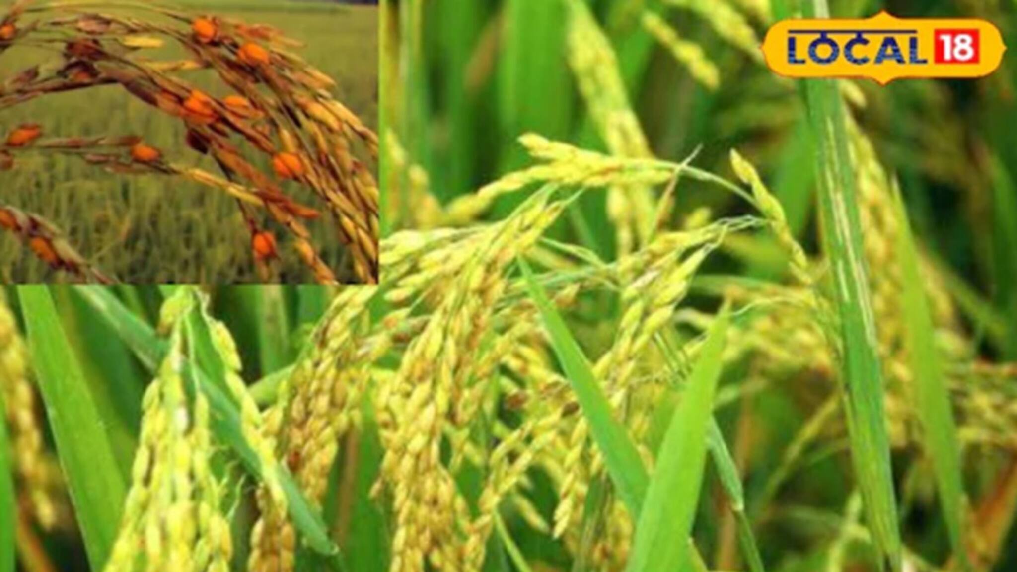 Farming Tips: বৃষ্টির পর তীব্র রোদে বিপজ্জনক রোগের ঝুঁকি বাড়ছে ধান গাছে, বাঁচাতে অবিলম্বে সেরে ফেলুন এই কাজ