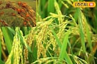 বৃষ্টির পর তীব্র রোদে বিপজ্জনক রোগের ঝুঁকি বাড়ছে ধান গাছে,বাঁচাতে অবিলম্বে সারুন এই কাজ