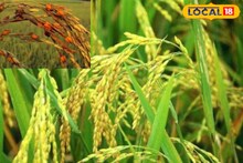 Farming Tips: বৃষ্টির পর তীব্র রোদে বিপজ্জনক রোগের ঝুঁকি বাড়ছে ধান গাছে, বাঁচাতে অবিলম্বে সেরে ফেলুন এই কাজ