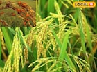 বৃষ্টির পর তীব্র রোদে বিপজ্জনক রোগের ঝুঁকি বাড়ছে ধান গাছে,বাঁচাতে অবিলম্বে সারুন এই কাজ