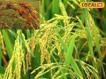 বৃষ্টির পর তীব্র রোদে বিপজ্জনক রোগের ঝুঁকি বাড়ছে ধান গাছে,বাঁচাতে অবিলম্বে সারুন এই কাজ