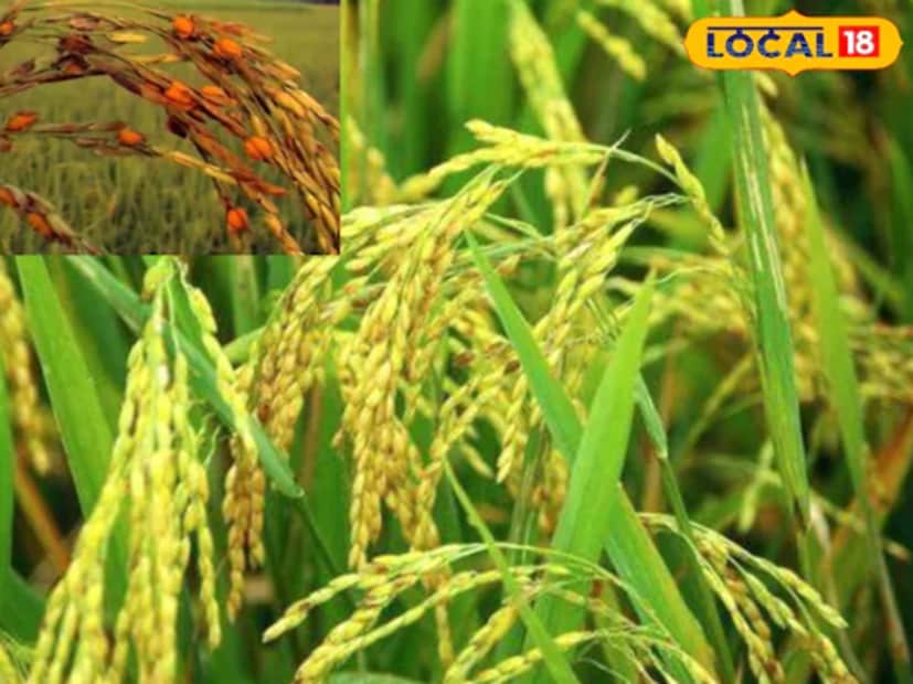 শরৎকাল বললেই বাঙালির মনে যে জিনিসগুলো ভেসে আসে তা হল আকাশে নীল পেঁজা মেঘ, জলে পদ্ম আর স্থলে কাশ, শিউলি, ধান। ভুলে গেলে চলবে না যে এই শরৎ ঋতুতেই বাঙালি কোজাগরী পূর্ণিমায় আসন পাতে দেবী লক্ষ্মীর, যাঁর হাতে ধানের শিস থাকে। আবার, শরতের দুর্গাপুজোর নবপত্রিকায় ধান প্রতিনিধিত্ব করে লক্ষ্মীর। শরৎ এখনও যায়নি, এখন ক্ষেতে ধানের ফসলের শিস গজাচ্ছে।