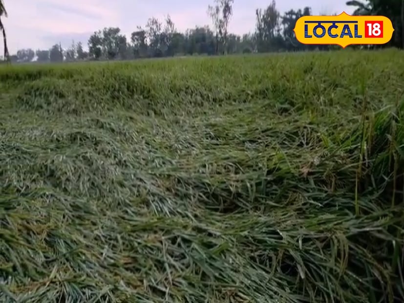 ঘূর্ণিঝড় মন্থার প্রভাবে জেলা জুড়ে অসময়ের বৃষ্টির ফলে নানা সমস্যা দেখা দিয়েছে। সমস্যায় পড়েছেন ধান চাষিরা। দিন কয়েকের মধ্যেই চাষিরা তাদের ফসল বাড়িতে তুলতেন। কিন্তু অসময়ের বৃষ্টি তাদের পাকা ধানে মই দিল তা নিয়ে কোনও সন্দেহ নেই।