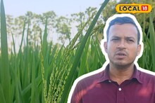 Paddy Cultivation Tips: মাজরা পোকা, শোষক পোকার বংশ হবে ধ্বংস! ধানের ফলন বাড়বে কয়েকগুণ, শুধু মানতে হবে বিশেষজ্ঞের 'এই' কয়েকটি টিপস