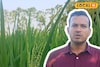 মাজরা পোকা, শোষক পোকার বংশ হবে ধ্বংস! এই কয়েকটি টিপস মানলেই ধানের ফলন বাড়বে কয়েকগুণ