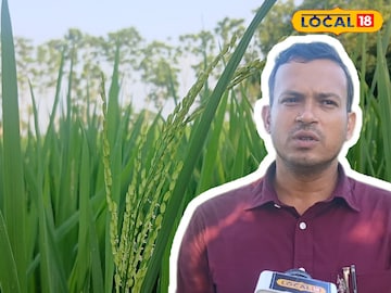 ধান