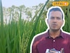 মাজরা পোকা, শোষক পোকার বংশ হবে ধ্বংস! এই কয়েকটি টিপস মানলেই ধানের ফলন বাড়বে কয়েকগুণ