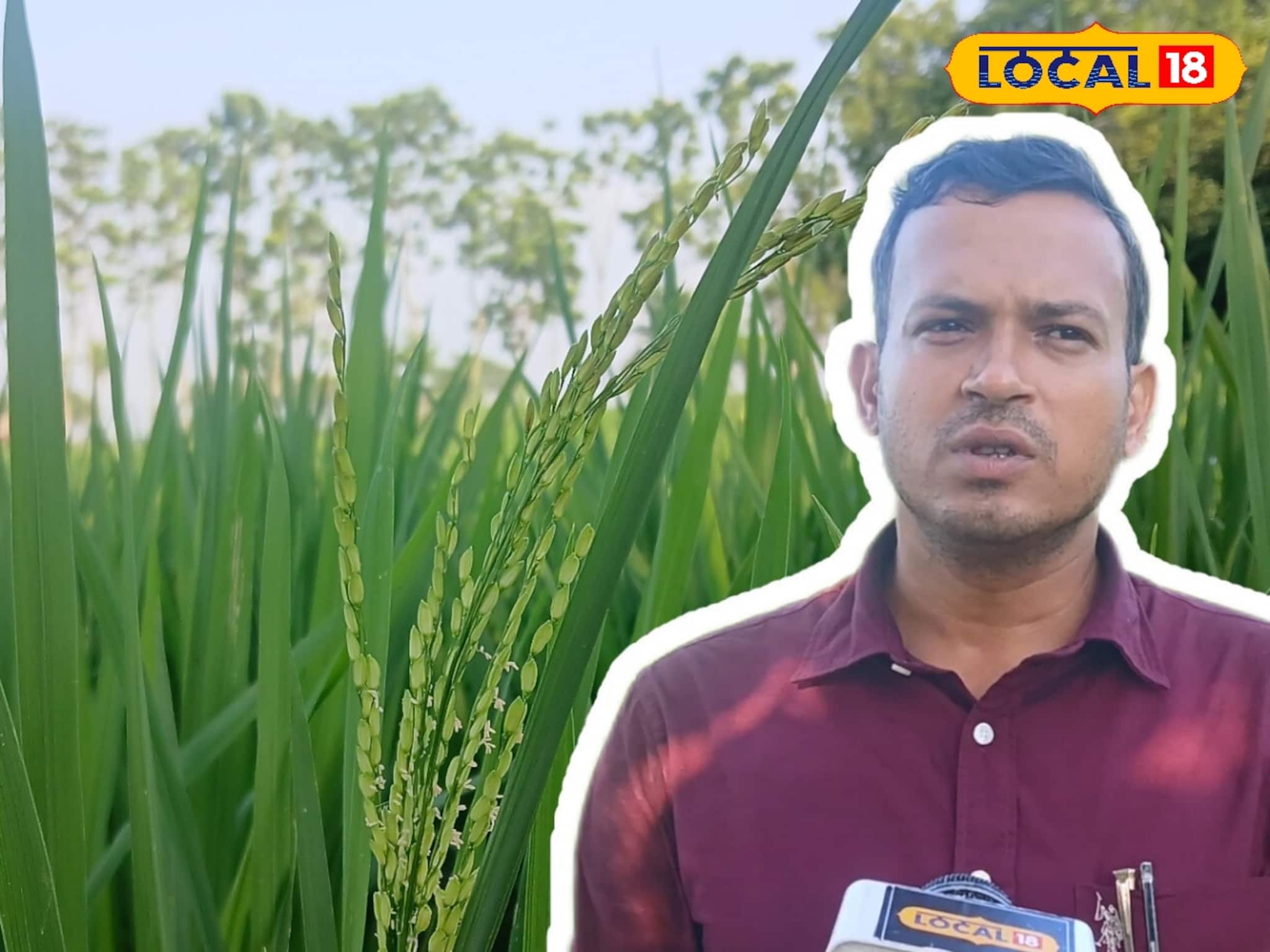 Paddy Cultivation Tips: মাজরা পোকা, শোষক পোকার বংশ হবে ধ্বংস! ধানের ফলন বাড়বে কয়েকগুণ, শুধু মানতে হবে বিশেষজ্ঞের 'এই' কয়েকটি টিপস