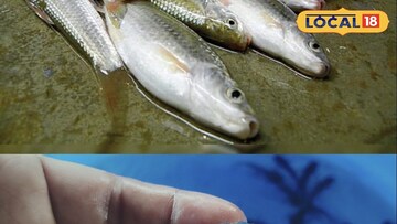 বিলুপ্তপ্রায়