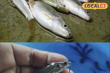 Pisciculture: দেখতে সাধারণ, স্বাদে লাজবাব, বাজারেও ব্যাপক চাহিদা! এবার পুকুরেই চাষ হবে 'এই' মাছ, খুলল লাভের নয়া দিগন্ত