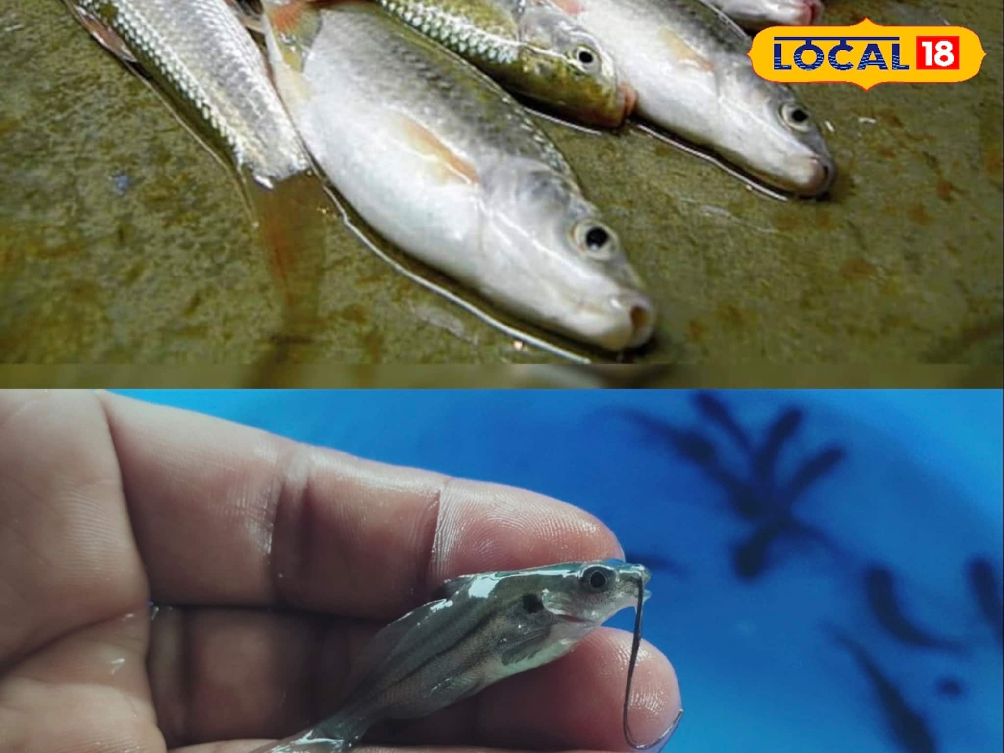 Pisciculture: দেখতে সাধারণ, স্বাদে লাজবাব, বাজারেও ব্যাপক চাহিদা! এবার পুকুরেই চাষ হবে 'এই' মাছ, খুলল লাভের নয়া দিগন্ত