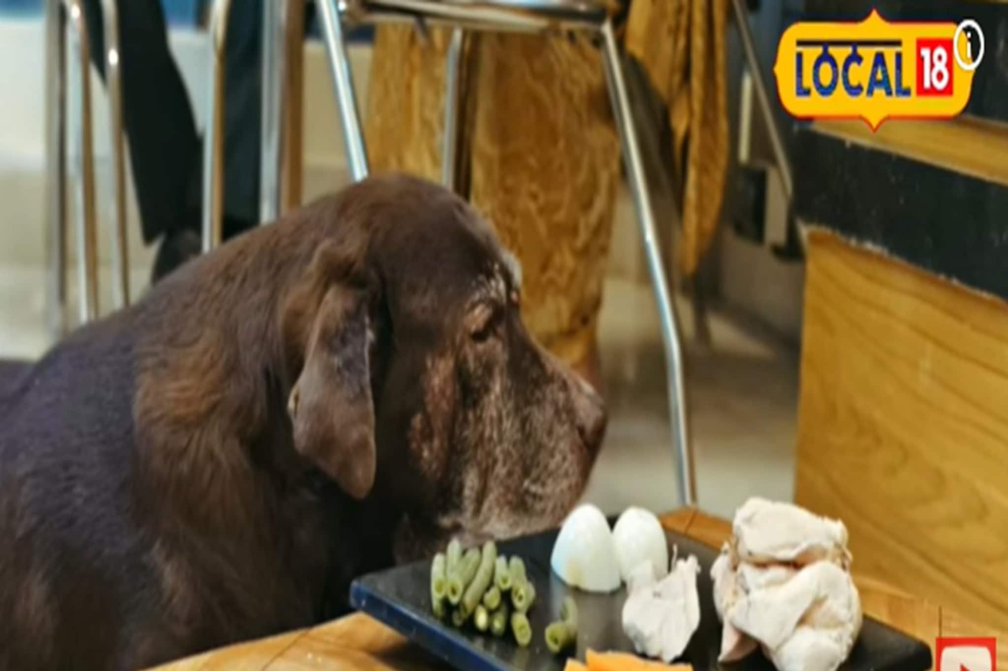 পোষ্যপ্রেমীদের জন্য সুখবর! এবার পোষ্যদের নিয়েই যেতে পারবেন এই রেস্টুরেন্টে