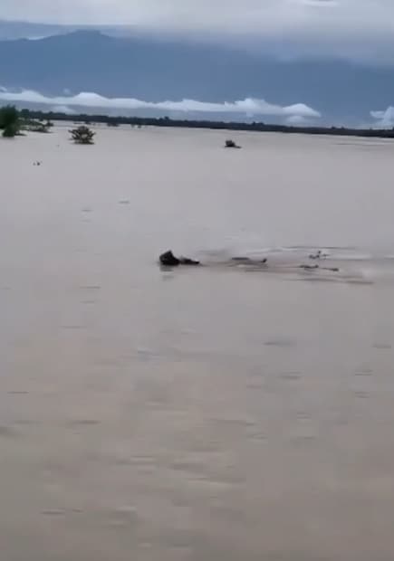 ডুয়ার্সের আকাশে কালো মেঘ। ধূপগুড়ি মহাকুমার জলঢাকা নদীর জল স্তর কিছুটা কমেছে। গতকাল জলঢাকার বাঁধ ভেঙ্গে  বন্যা পরিস্থিতির পর বগরি বাড়ির অবস্থা।রাস্তার উপরে, রেল লাইনের ধারে আশ্রয় নিয়েছে সাধারণ মানুষ।ক্ষতিগ্রস্ত  চাষের জমি মাথায় হাত সাধারণ মানুষের।