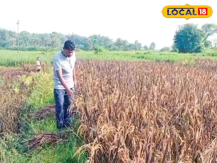 শুধু জৈবিক পদ্ধতি নয় এবারে ডিজিটাল পদ্ধতি ব্যবহার করে নামীদামি ধান চাষ করে তাক লাগালেন মালদহের এক কৃষক। মোবাইলে ইউটিউব সার্চ করে প্রশিক্ষণ নিয়ে প্রায় দুই বিঘা জমিতে চাষ করলেন বিখ্যাত কালো ধান।