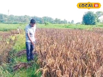 এই বিশেষ 'ধান' চাষে ফলছে 'সোনা'...! খরচ এক, ফায়দা 'ডবল'! 'বড়লোক' হওয়া আটকায় কে? এই বিশেষ 'ধান' চাষে ফলছে 'সোনা'...! খরচ এক, ফায়দা 'ডবল'! 'বড়লোক' হওয়া আটকায় কে?