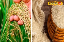 মধ্যবিত্তের ধরাছোঁয়ার বাইরে চলে যাচ্ছে তুলাইপাঞ্জি, চিনি আতপ! একবছরে দাম প্রায় দ্বিগুন