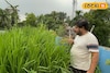 বর্ধমানের ব্যবসায়ীর দুর্দান্ত বিজনেস আইডিয়া! জমি ছেড়ে ছাদেই করছেন 'এইসব' চাষ