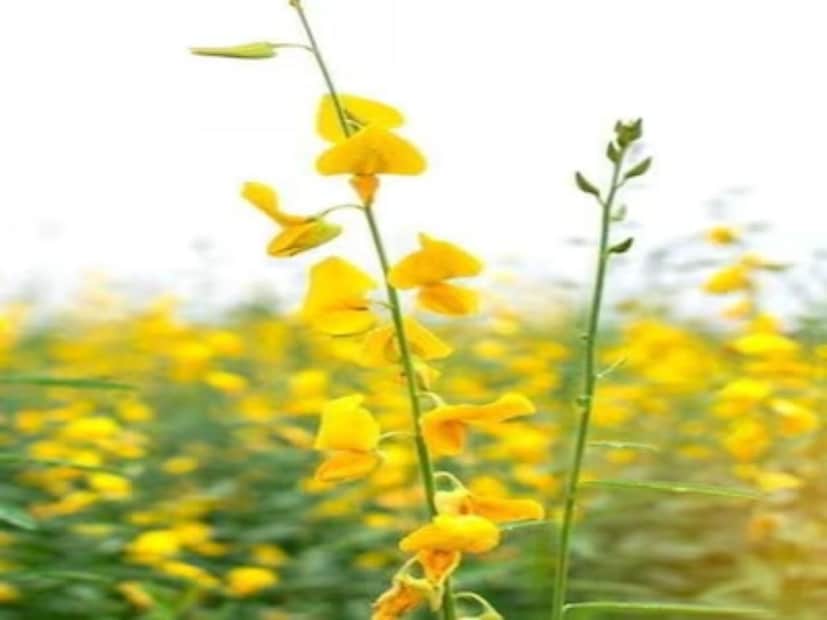 ডঃ শর্মা তাঁর পরামর্শে আরও বলেন, যদি এই সবজিটি নিয়মিত ঋতুতে খাওয়া হয়, তাহলে এটি প্রাকৃতিকভাবে অনেক রোগ প্রতিরোধ করতে পারে। অতএব, চলতি অক্টোবর-নভেম্বরে বাজারে যখনই এই শাক দেখবেন, তখনই এটি আপনার প্লেটে নিতে ভুলবেন না - কারণ দেশীয় খাবারই রোগ প্রতিরোধের আসল ধন্বন্তরি।