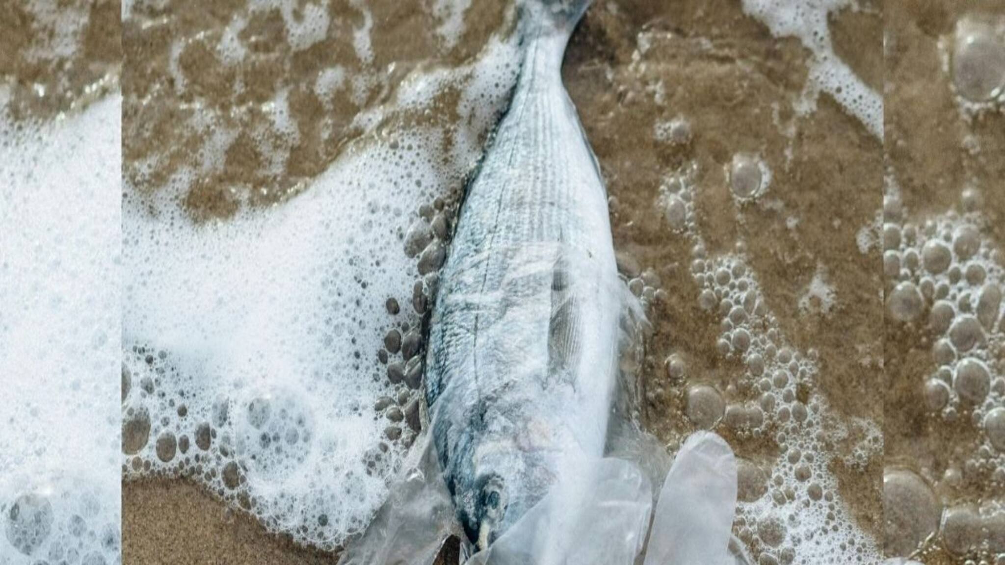 মহাবিপর্যয়  আসন্ন...? সমুদ্রে ভেসে এল ৫ ফুটের এই 'মাছ', সুনামির মতো প্রলয়ের বড় 'ইঙ্গিত', বলছে মানুষ!