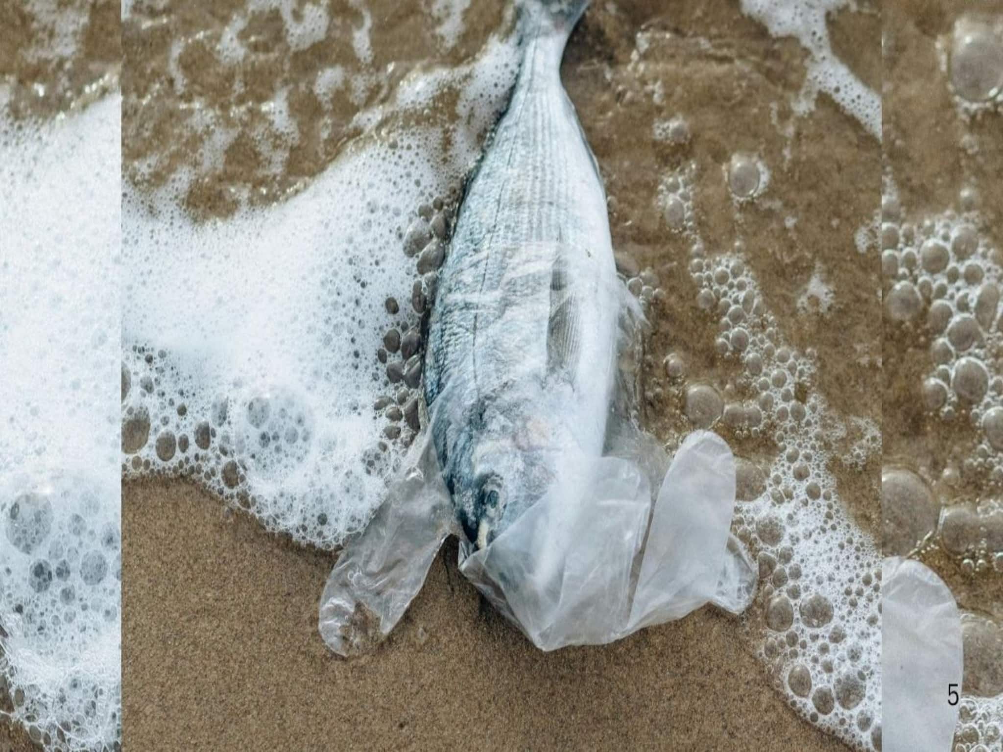 মহাবিপর্যয়  আসন্ন...? সমুদ্রে ভেসে এল ৫ ফুটের এই 'মাছ', সুনামির মতো প্রলয়ের বড় 'ইঙ্গিত', বলছে মানুষ!