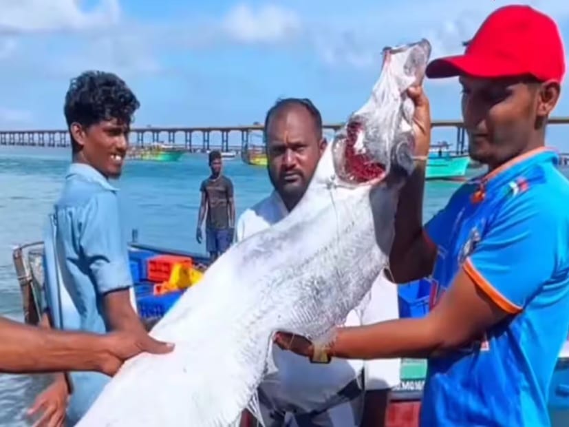 তামিলনাড়ুর রামানাথপুরম জেলার সংলগ্ন মান্নার উপসাগরীয় সমুদ্র এলাকাটি প্রবাল প্রাচীর, সামুদ্রিক কচ্ছপ, সামুদ্রিক ঘোড়া, মানাটি এবং ডলফিন-সহ এক হাজারেরও বেশি সামুদ্রিক প্রাণীর আবাসস্থল।