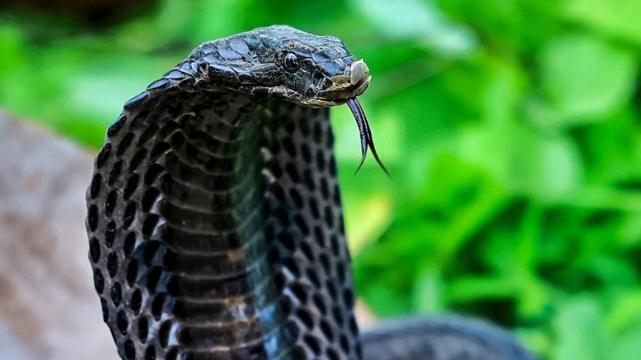 সাপের জন্য 'সর্বনাশ'...! এই 'গন্ধে' সুরসুর করে পালায় 'লতা', তুড়িতে তাড়ান বিষধর! জানুন সস্তার 'টোটকা'!