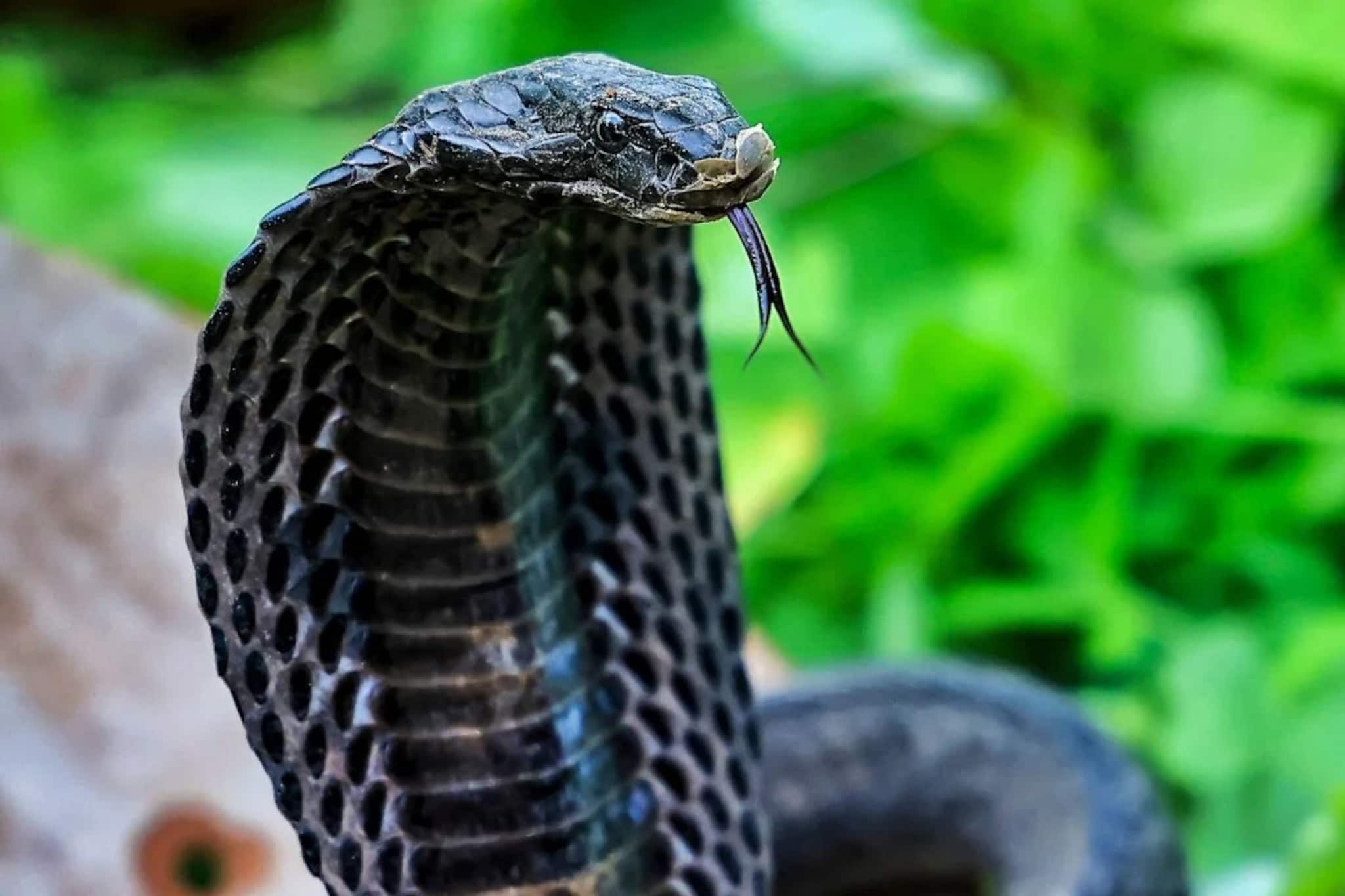 সাপের জন্য 'সর্বনাশ'...! এই 'গন্ধে' সুরসুর করে পালায় 'লতা', তুড়িতে তাড়ান বিষধর!