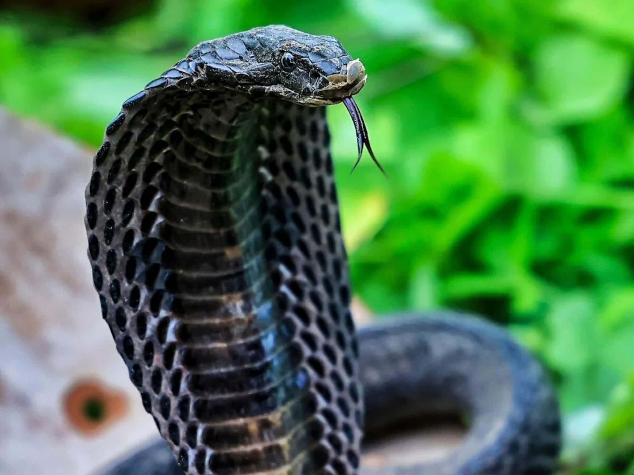 সাপের জন্য 'সর্বনাশ'...! এই 'গন্ধে' সুরসুর করে পালায় 'লতা', তুড়িতে তাড়ান বিষধর! জানুন সস্তার 'টোটকা'!