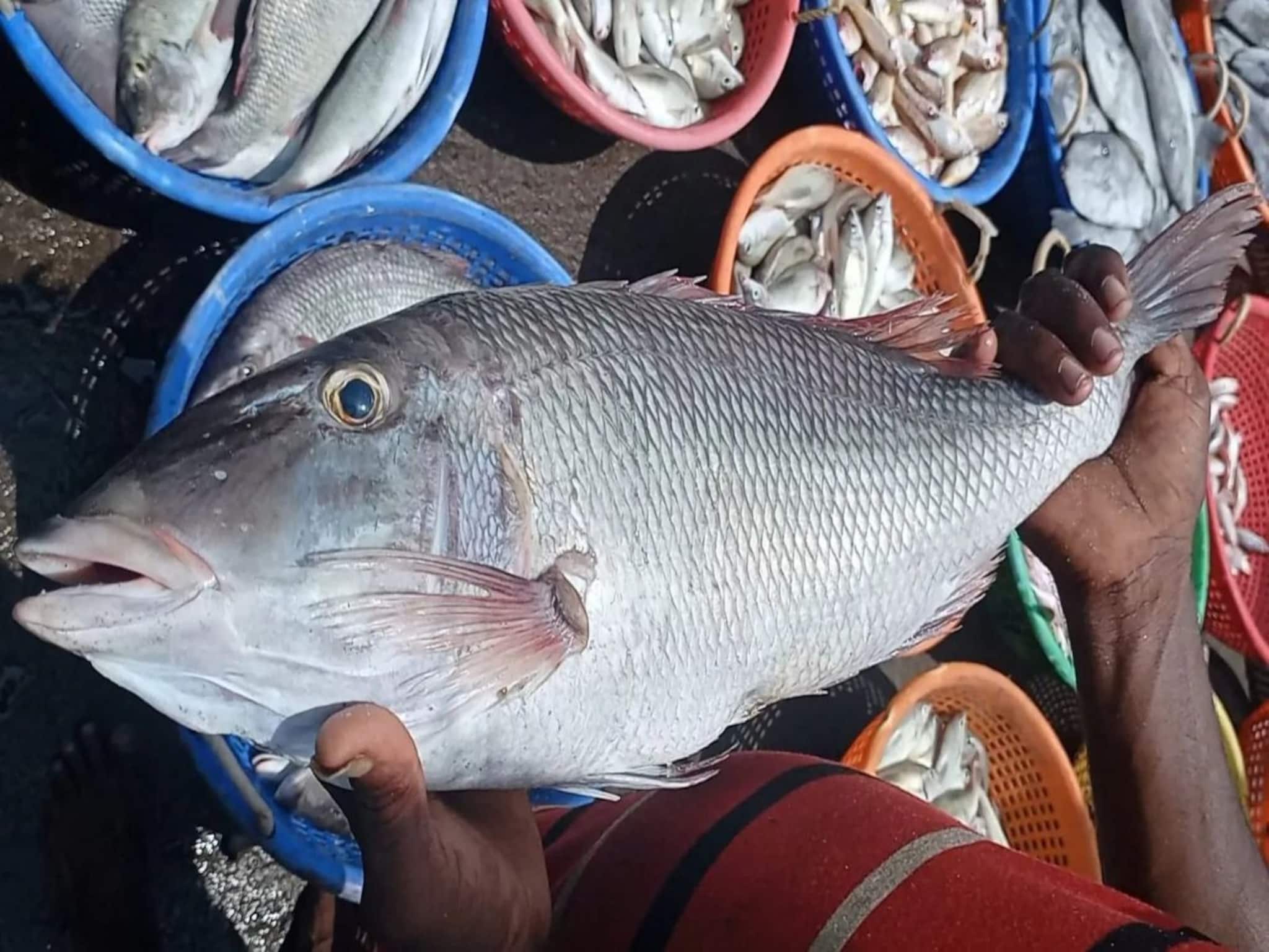 মাছের সুপারস্টার...! ইলিশ-চিংড়ি ছেড়ে খান এই মাছ, ব্রেনের 'পাওয়ার-বুস্টার', ভাল রাখে হার্ট, ক্যালসিয়ামের কারখানা, দাম শুনলেই ছুটবেন বাজার!