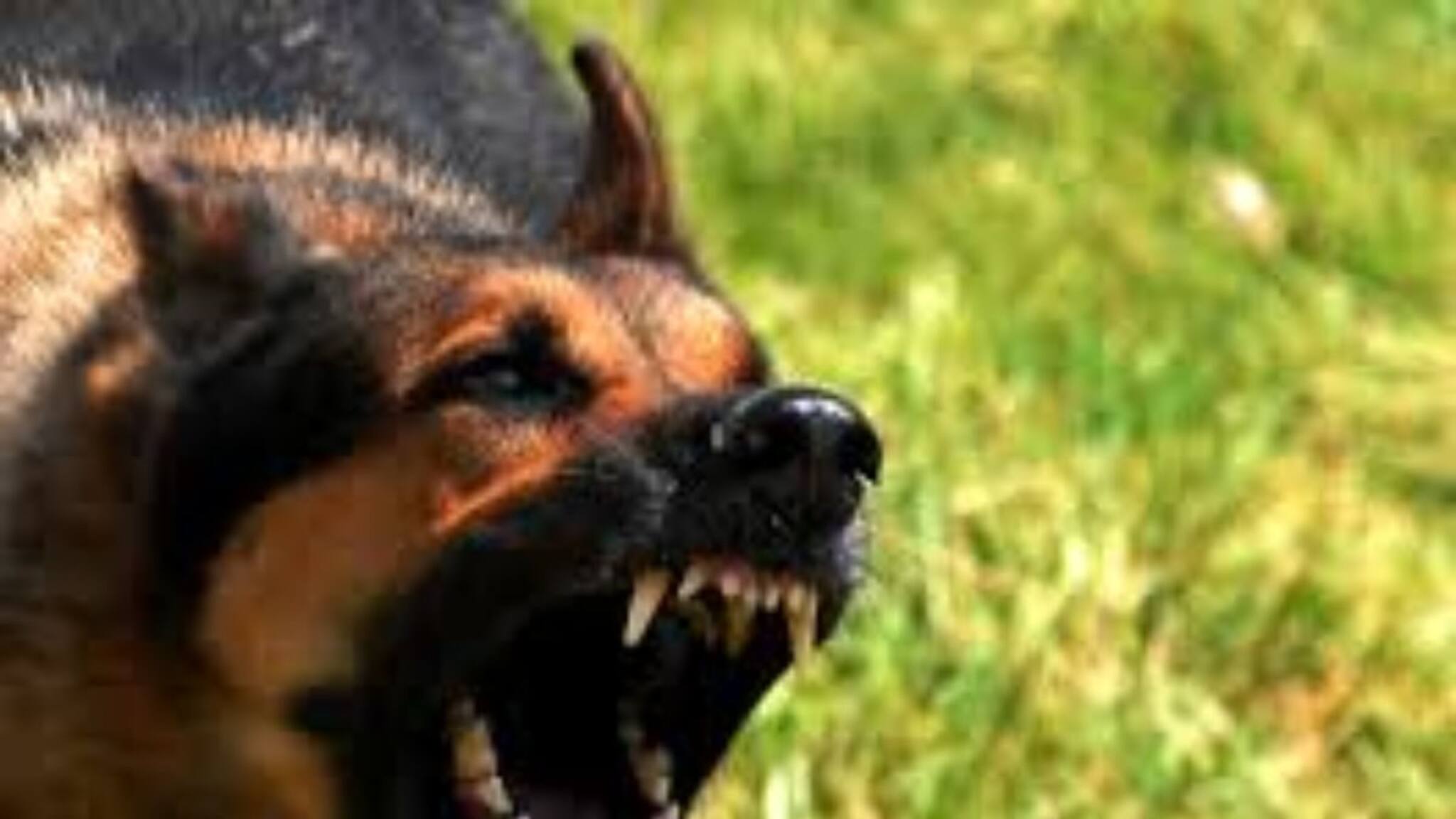 কুকুর হঠাৎ রাস্তায় ঝাঁপিয়ে পড়লে কী করবেন জানেন...? এই 'কৌশলটি' শিখে নিন! সম্পূর্ণ নিরাপদ থাকবেন, গ্যারান্টি!