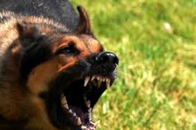 কুকুর হঠাৎ রাস্তায় ঝাঁপিয়ে পড়লে কী করবেন জানেন...? এই 'কৌশলটি' শিখে নিন!