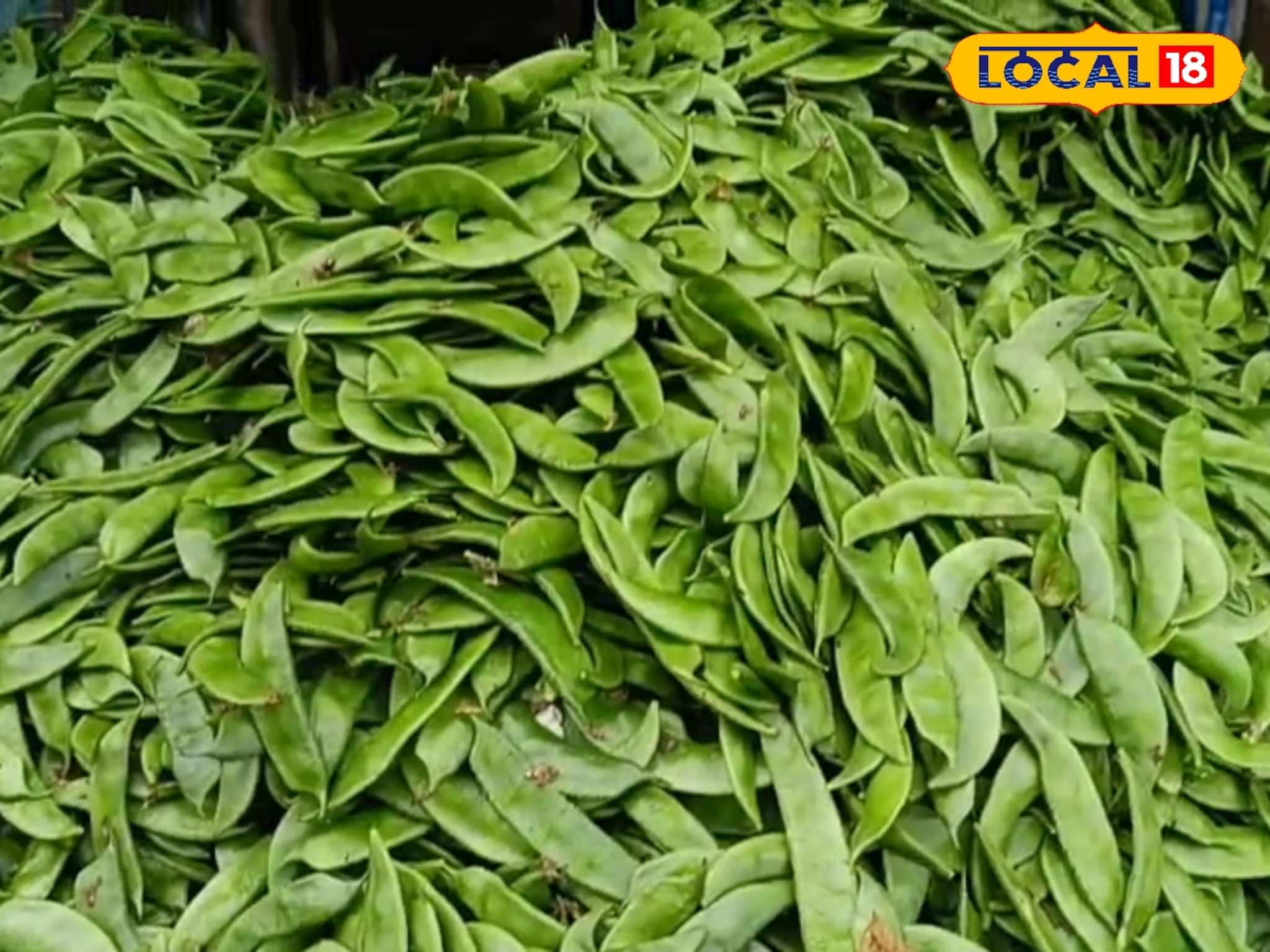 ১০০ টাকার শিম ৩০ টাকা! হুড়মুড়িয়ে দাম কমতেই মাথায় হাত চাষিদের, ফের কবে মিলবে ভাল দাম