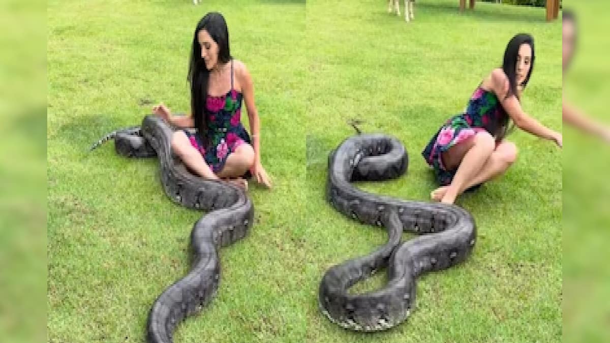 আদরের পোষা সাপের পেটেই চলে যাচ্ছিলেন! ইউটিউবার তরুণীর সঙ্গে যা হল, ভিডিও দেখলে শিউরে উঠবেন আদরের পোষা সাপের পেটেই চলে যাচ্ছিলেন! ইউটিউবার তরুণীর সঙ্গে যা হল, ভিডিও দেখলে শিউরে উঠবেন