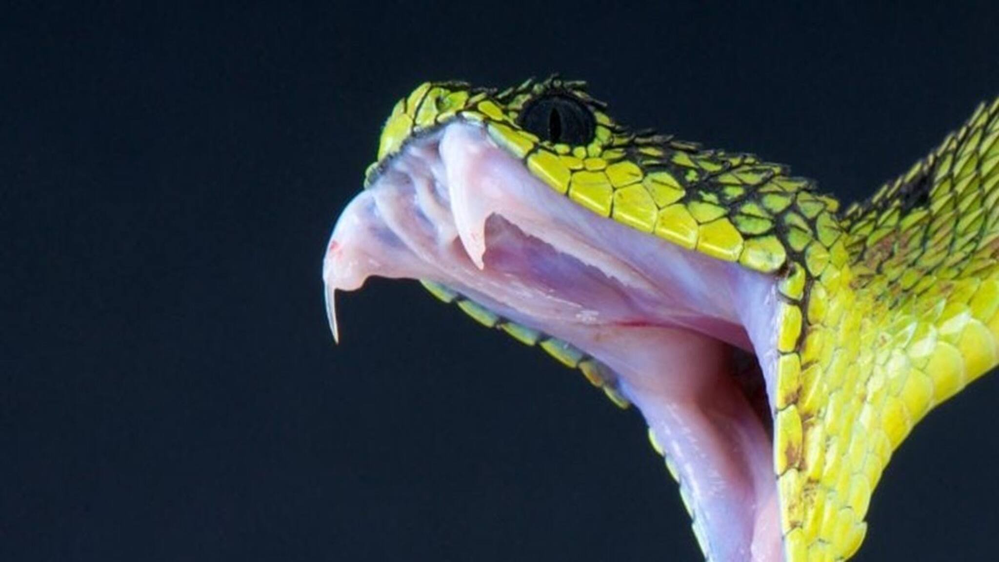 Snake Facts: জানেন কি, সাপের বিষের রং কেমন? ৯৯ শতাংশ মানুষ জানেন না এই অবিশ্বাস্য তথ্য!