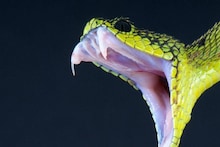 জানেন কি, সাপের বিষের রং কেমন? ৯৯ শতাংশ মানুষ জানেন না এই অবিশ্বাস্য তথ্য!