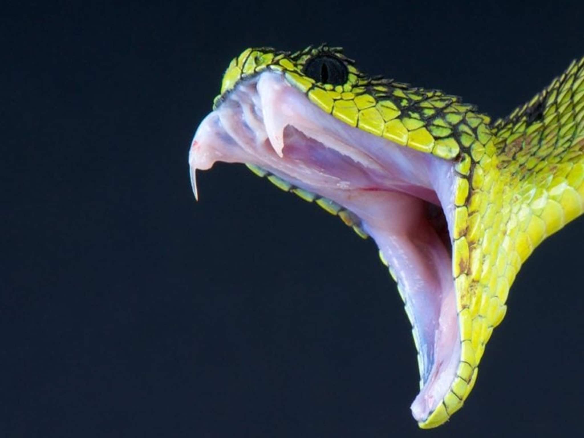 Snake Facts: জানেন কি, সাপের বিষের রং কেমন? ৯৯ শতাংশ মানুষ জানেন না এই অবিশ্বাস্য তথ্য!