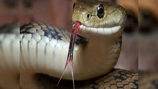 সাপের কাপড়ে মৃত্যু ছাত্রীর