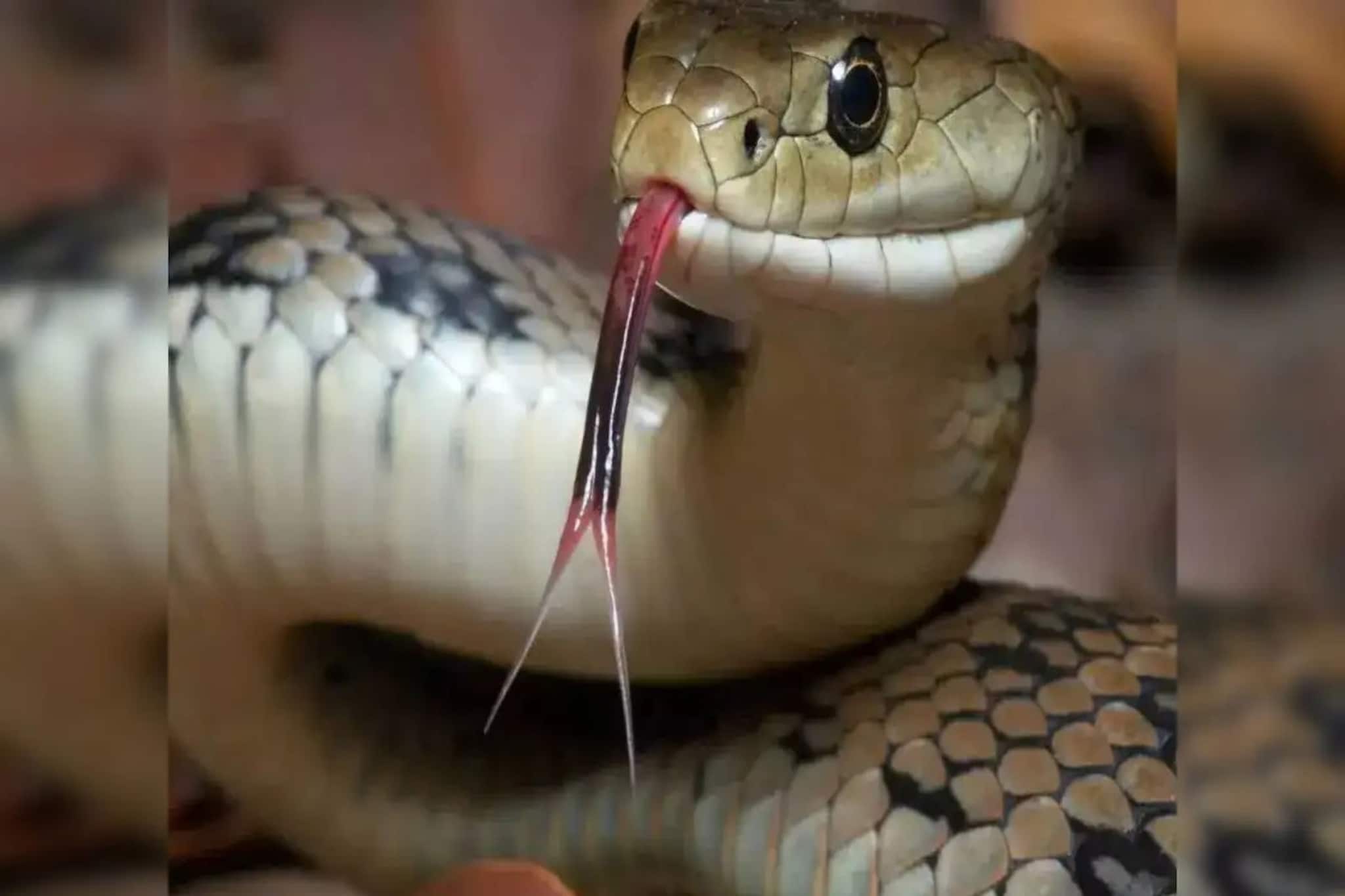 মহেশতলায় বাড়ির সামনে জমা জলে পায়ে সাপের কামড়, হাসপাতালে মৃত্যু দশম শ্রেণীর ছাত্রীর