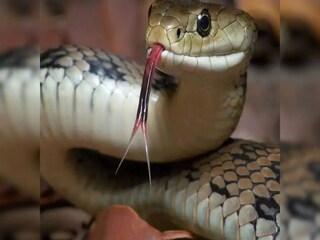সাপের কাপড়ে মৃত্যু ছাত্রীর